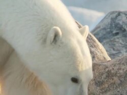 MS TS Polar bear walking in snow / Churchill, Manitoba, Canada Stock Footage