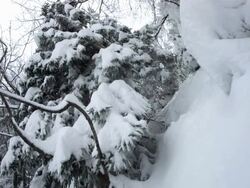 HD Super Slow-Mo: Backcountry Skiing In The Forest Stock Footage