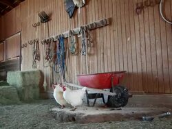 MS Chickens in front of red wheelbarrow in stable / Kirkland, Arizona, USA Stock Footage