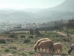 WS ZI View of the city with sheeps grazing in foreground Stock Footage