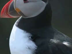 Atlantic Puffin (Fratercula arctica) preening feathers at The Wick, Skomer Stock Footage