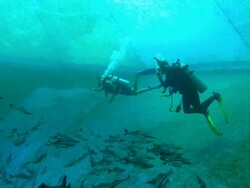 Internals fish farm, tilapia, divers, Bahamas  Stock Footage