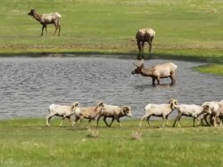 MS PAN Shot of Bull elk and bighorn rams grazing in pond at sunrise / Estes Park, Colorado, United States Stock Footage