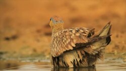 crowned sandgrouse (Pterocles coronatus)  bathing at drinking spot in the desert Stock Footage