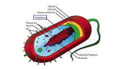 Prokaryotic Cells: The Simplest Kind of Life Instructional Video