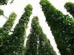 HD Hop garden against sky tracking shot Stock Footage