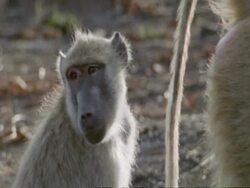 Baboons, CU, Tanzania Stock Footage