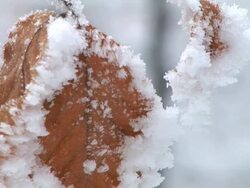 HD: Frosted leaves Stock Footage