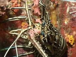 CU Shot of Rock painted lobster in rock crevice observing surroundings and moving antennae / Mahe, Seychelles Stock Footage