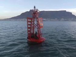 MS Group of sea lions resting on buoy in harbour / Western Cape, South Africa Stock Footage
