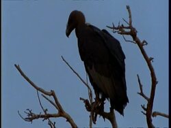 MCU Silhouetted vulture on branch, Gujarat, India Stock Footage