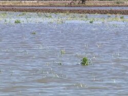 MS Shot of Rice field / Melbourne, Australia Stock Footage