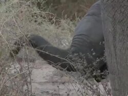 Desert Elephant (Loxodonta africana) calf, Ugab River Basin, Namibia: desert-dwelling population of African Bush Elephant though not distinct subspecies Stock Footage