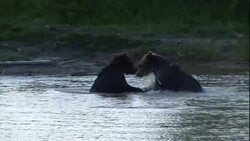 Grizzly bears play in a river. Stock Footage