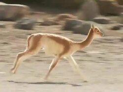 MS TS Shot of Vicunia on altiplano in Andes mountains, Vicugna running on field / San Pedro de Atacama, Norte Grande, Chile Stock Footage