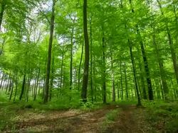 CRANE UP: Green Forest Stock Footage