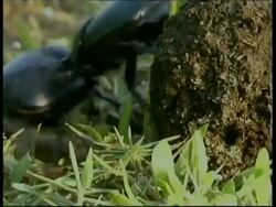 Dung beetles fighting over dung ball, South India Stock Footage