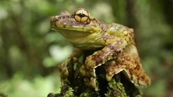 Canelos Treefrog (Ecnomiohyla tuberculosa) a very rare canopy dwelling tree frog from the western Amazon. Wide shot with rainforest in background. Stock Footage