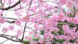 Pink Cherry Blossoms in Spring Season Stock Footage