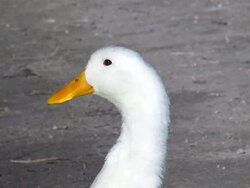 Peking Duck Stock Footage