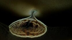 Brooding Kinetic Onion Stock Footage