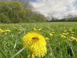 ECU SLO MO Shot of Honey bee nectar feeding in organically farmed flower meadow / Newcastle Emlyn, Ceredigion, United Kingdom Stock Footage