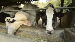Black and white cows eating feed, Thailand Stock Footage