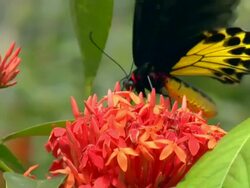 MS Butterfly at flower in Butterfly Park / Kuala Lumpur, Malaysia Stock Footage
