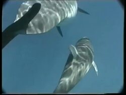 Bottlenose Dolphins - underwater, topshot, head swims below, mother & baby swim away from camera in sunny shallows, both surface to breathe, good dappled sunlight Stock Footage