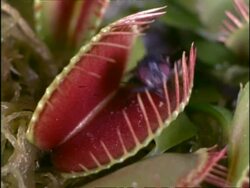 Venus Fly Trap catching fly, UK Stock Footage