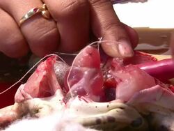 Frog heart Stock Footage