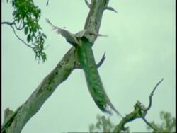 MS Peacock sitting in tree, Western Ghats, India Stock Footage