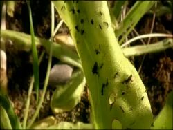 Butterwort (Pinguicula sp) - carnivorous plant, flies stuck on leaf, Parque Natural Sierras de Cazorla, Segura y las Villas (Jaen), Andalucia, Spain Stock Footage
