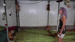 CLEAN : Israel's batwoman works in secret to heal winged friends News Clip