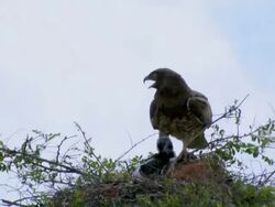 MS Eagles landing on nest with snake in mouth / Judea plains,Israel Stock Footage