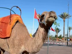 Close up of camel eating grass on street in Marrakech Morocco Stock Footage