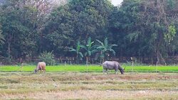 Water Buffalo Eating in the rice field Stock Footage