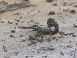 Scorpion walking Stock Footage