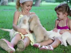 Little Girls playing with puppies Stock Footage