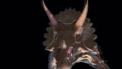 A computer animation illustrates the neck movement of a Triceratops as it is chased by a T-Rex. Stock Footage