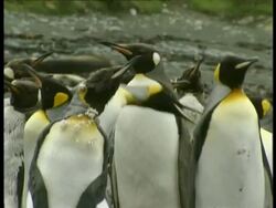 MS group of King Penguins, Aptenodytes patagonicus, in colony, Antarctica Stock Footage