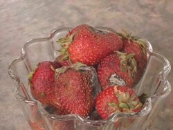 T/L strawberries decaying Stock Footage