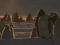 MS Penguin colony in snowfall at sunset / EkstrÃƒÂ¶m Ice Shelf,Atka Iceport Emperor Penguin Colony,  Queen Maud land, Antarctica Stock Footage