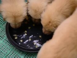 Puppy dogs eating Stock Footage