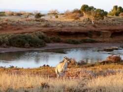 WS View of Wide Landscape and River with kangaroo / Perth, Australia  Stock Footage