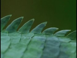 CU Common Garden Lizard, Calotes versicolor, serrated scales, Western Ghats, India Stock Footage