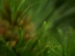 MOUNTAIN PINE : (LOOP) Stock Footage