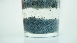 Sweet basil seed Stock Footage