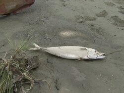 Destruction caused by tsunami after magnitude 9 Tohoku earthquake, north east Japan, March 2011. Dead fish lies on street Stock Footage