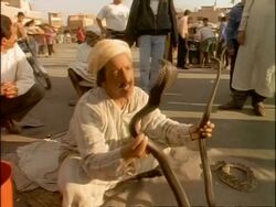 MS Snake charmer holding 2 cobras, Marrakesh marketplace, Morocco, Africa Stock Footage